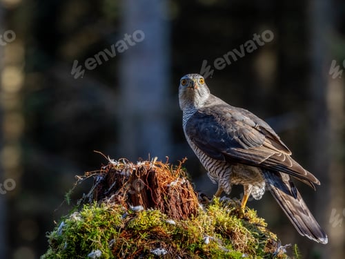 Preview: Male Goshawk perched on a tree stump in Scotland.