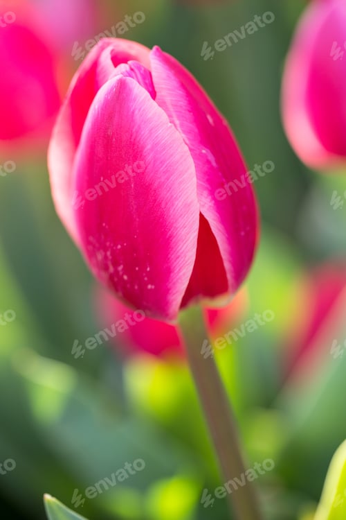 Preview: One Pink And Red Tulip Growing In A Spring Garden Bed