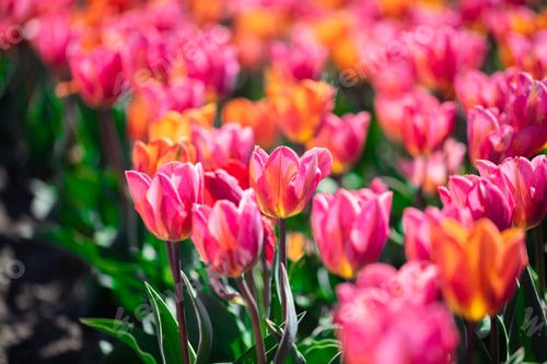 Preview: Tulip field flowers in bloom in spring