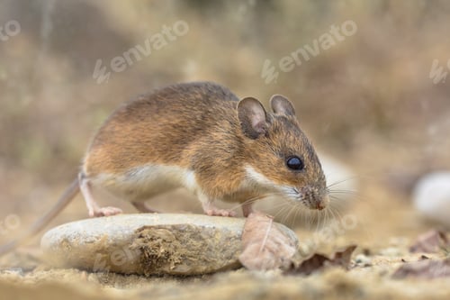 Preview: yellow-necked mouse on rock