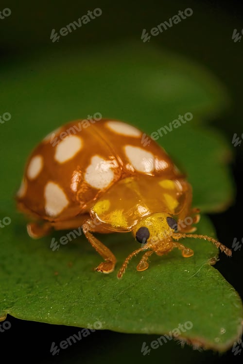 Preview: Vertical macro of an orange ladybird on a leaf