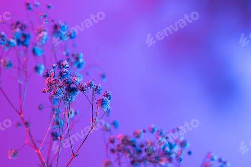 Preview: White gypsophila on a gradient background. Floral bouquet of fresh flowers on purple background