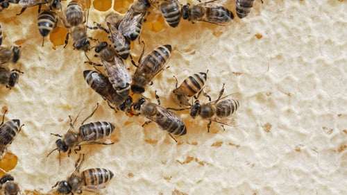 Preview: Bee working on honeycomb in apiary. Life of Carniolan honey bee in hive