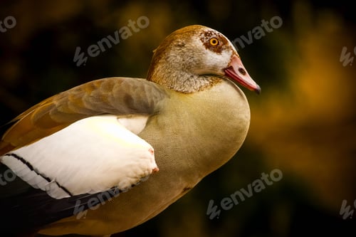Preview: Egyptian goose (Alopochen aegyptiaca) in a natural outdoor environment