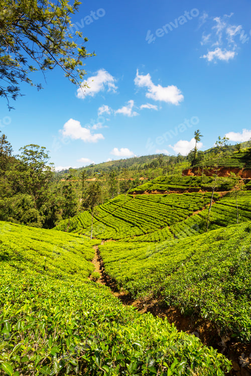 Preview: Tea plantation