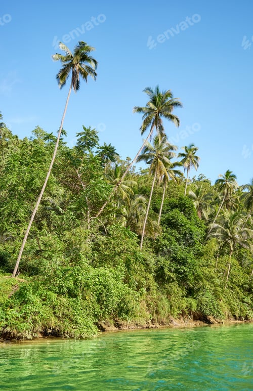 Preview: View of the Loboc river bank, one of the main destinations on Bohol Island, Philippines.