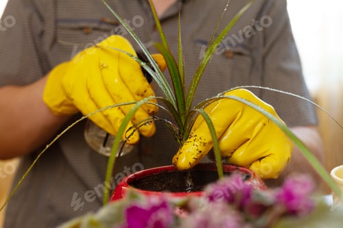 Preview: Men's hands in yellow gloves sprinkles dracaena in red pot