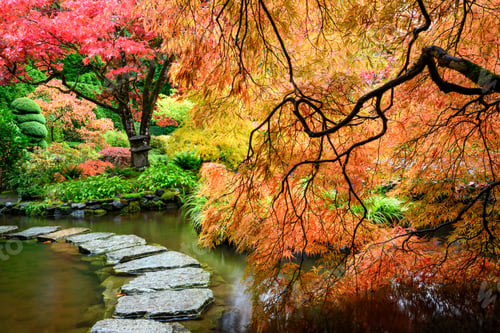 Preview: Japanese garden in autumn with vibrant foliage.