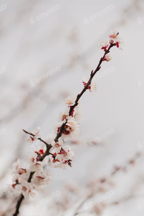 Preview: Apricot blossom in the garden in sunlight.