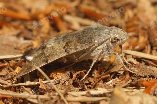 Preview: Closeup shot of a hummingbird hawk-moth (Macroglossum stellatarum) resting on the ground