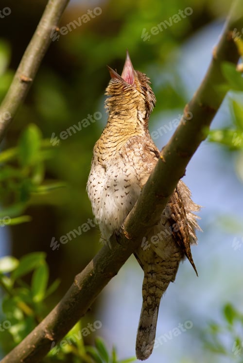 Preview: Eurasian wryneck, Jynx torquilla. A bird sings sitting on a tree branch