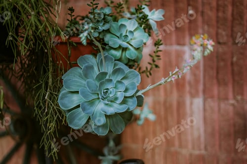 Preview: Plant
