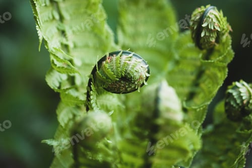 Vista previa: Matteuccia struthiopteris plant, Ostrich fern leaves in spring