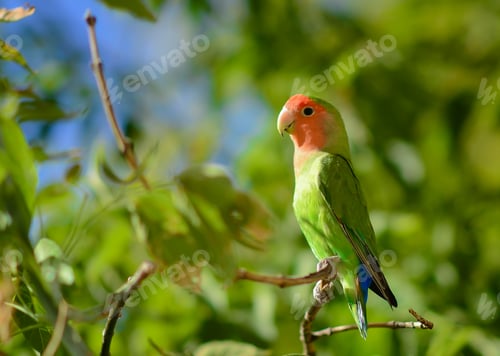 Preview: A colorful bird perched on a tree branch