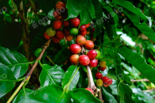 Preview: Ripen Coffee fruits on branch ready to harvest