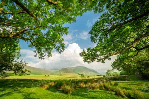 Preview: Frame made by field and trees in District Lake, England