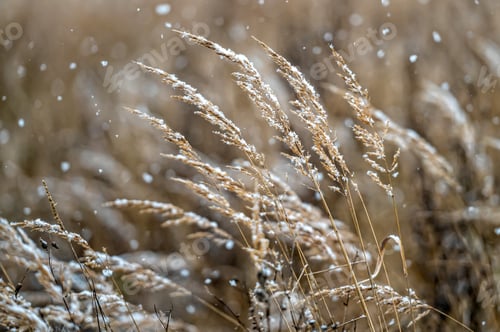 Preview: Winter view with snowy stalks of dry grass on a blurred background during a snowfall. Closeup