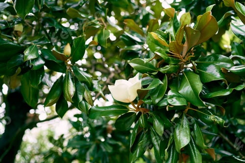 Preview: White magnolia flower on green bush