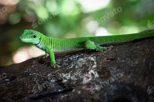 Preview: Vibrant green lizard basking on a log in the lush forests of Madagascar during the daytime