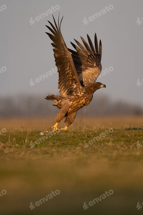 Preview: A vertical shot of a golden eagle taking flight from a grassy field