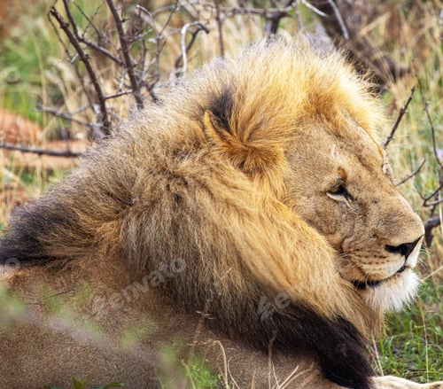 Preview: Best wildlife experiences in the world