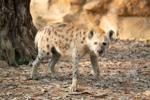 Preview: spotted hyena in zoo