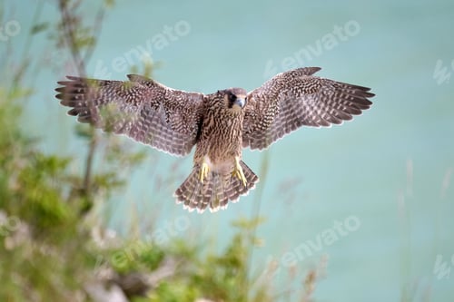 Preview: Peregrine falcon (Falco peregrinus)