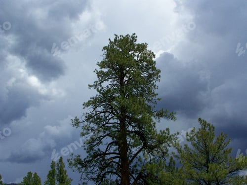 Preview: Low angle shot of a redwood tree under the dark cloudy sky