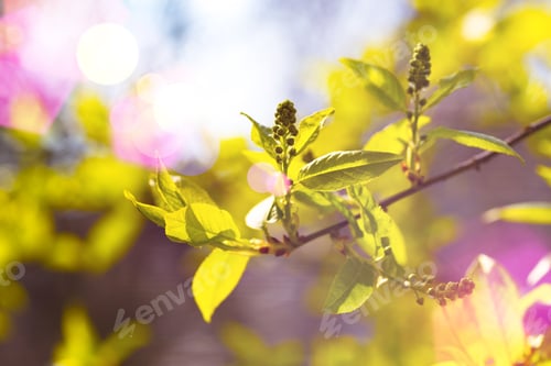 Preview: tree branch with buds background