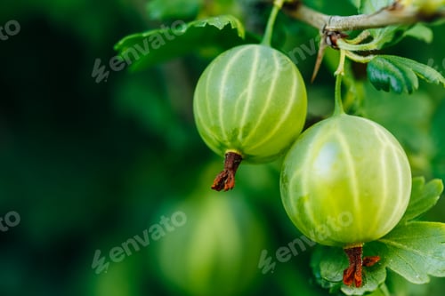 Preview: Fresh Green Gooseberries. Growing Organic Berries Closeup On A B