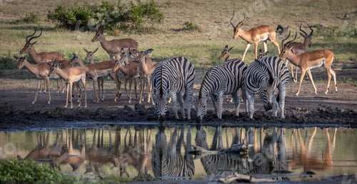 Preview: Impala, Aepyceros melampus, and Zebra, Equus zebra, drinking from a dam.