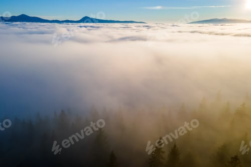 Preview: Aerial view of dark green pine trees in spruce forest in foggy fall mountains