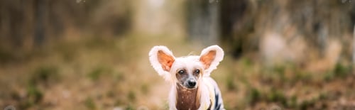 Preview: Young Chinese Crested Dog Outdoors On Green Grass. Hairless Breed of Dog. Portrait. Panorama