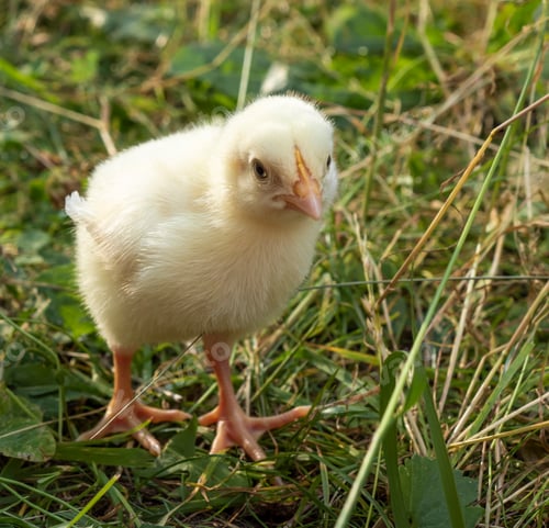Preview: A small yellow chicken in children's hands against the background of a green field