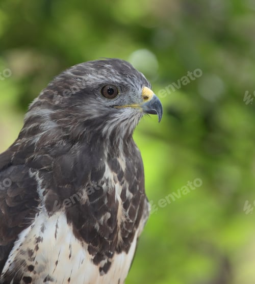 Preview: Close-up view of a majestic common buzzard (Buteo buteo)Close-u