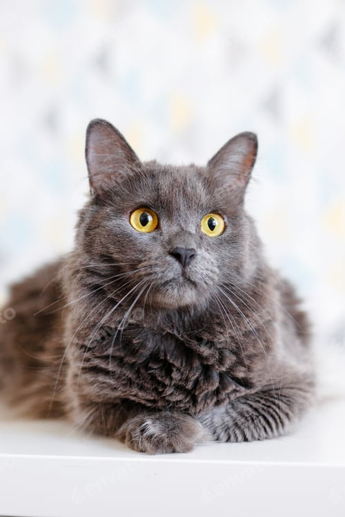 Preview: A gray smoky Maine Coon cat with yellow eyes lying on a white background