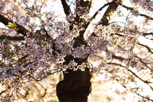 Preview: Pink cherry blossoms fill the air with soft petals. Calm atmosphere and romantic spring mood.