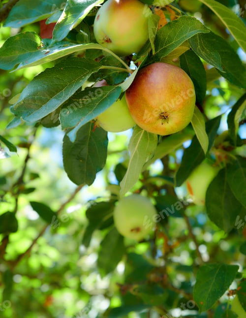 Preview: Apples. A photo of taste and beautiful apples.
