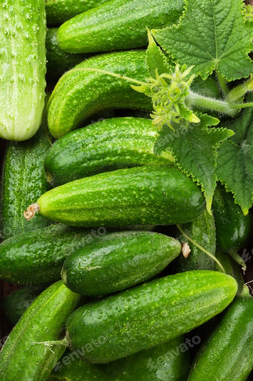 Preview: Fresh garden cucumbers
