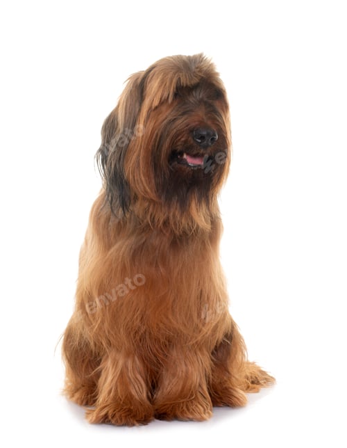 Preview: Briard in studio