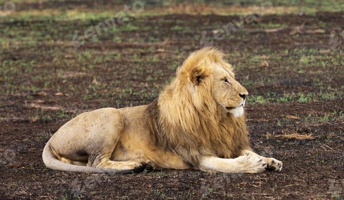 Preview: A Beautiful Wildlife in the World in pictures