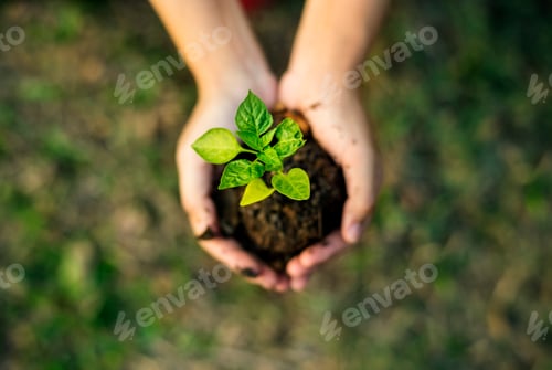 Preview: Hand holding sprout for growing nature
