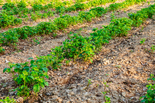 Preview: Unripe raspberry fields
