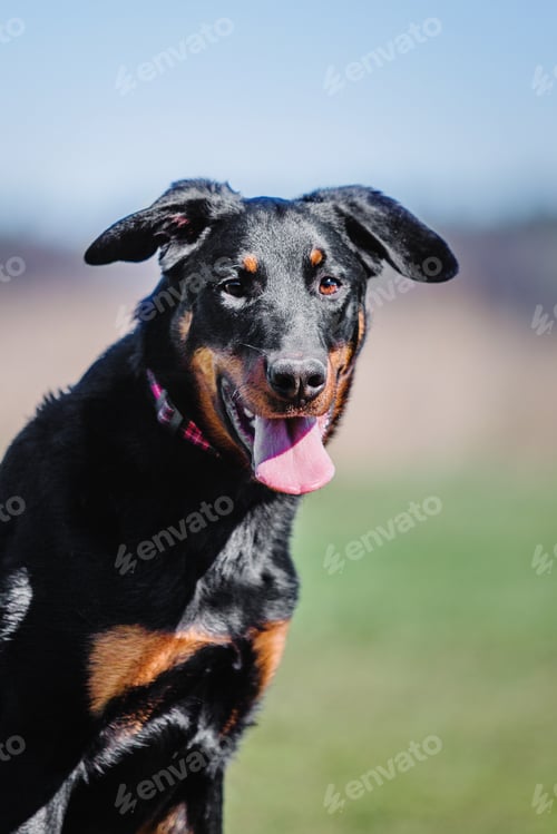 Preview: Working dog. Dog training. Police, guard dog