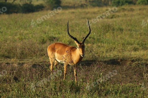 Preview: Antelope stands in an expansive grassy field.