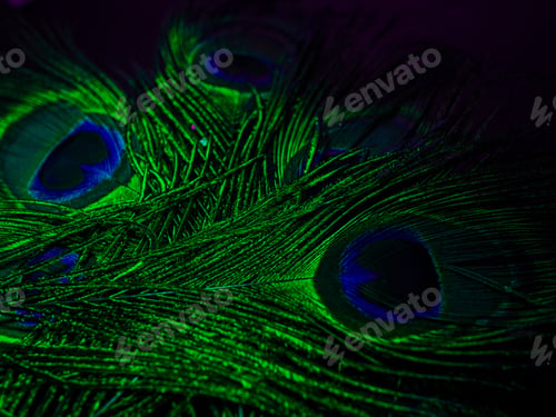 Preview: Beautiful peacock feathers