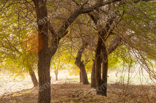 Preview: Morning in forest, Golden light in forest.