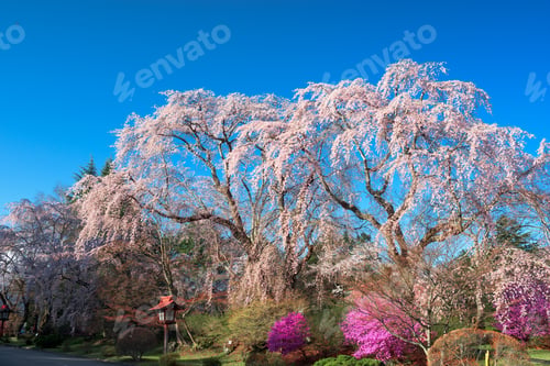 Preview: Beautiful Spring Foliage with a Blue Sky