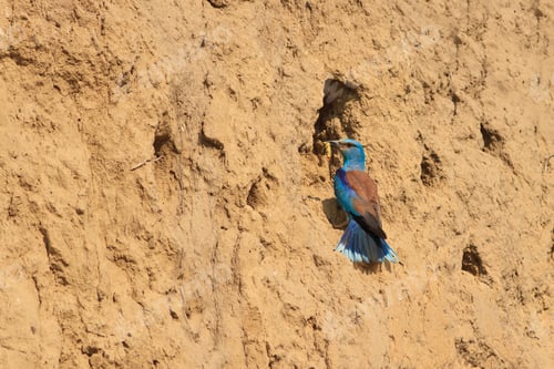 Preview: european roller (coracias garrulus)