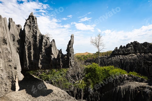 Preview: Exploring the dramatic limestone formations and unique flora of Tsingy de Bemaraha National Park